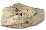 Fossil Ankylosaurid Scute - Montana #280966-2